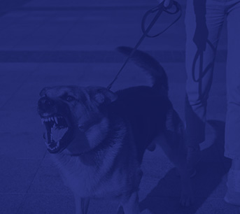 Dog Bites